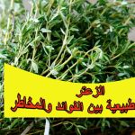 الزعتر… صيدلية طبيعية بين الفوائد والمخاطر