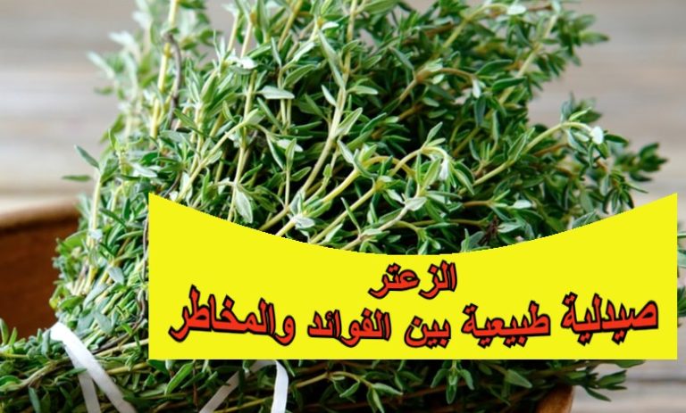 الزعتر… صيدلية طبيعية بين الفوائد والمخاطر