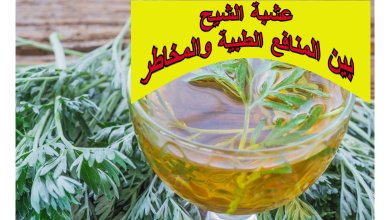 عشبة الشيح.. بين المنافع الطبية والمخاطر المحتملة