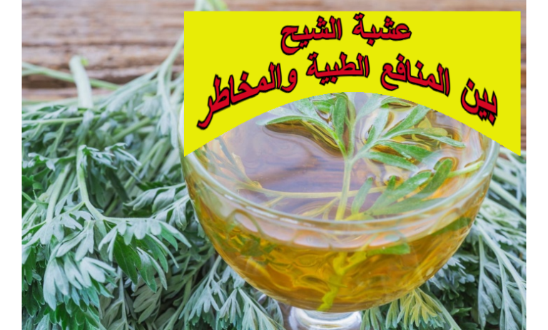 عشبة الشيح.. بين المنافع الطبية والمخاطر المحتملة