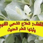 عشبة القطف: العلاج الشعبي القديم بفوائد يثبتها العلم الحديث