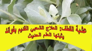عشبة القطف: العلاج الشعبي القديم بفوائد يثبتها العلم الحديث
