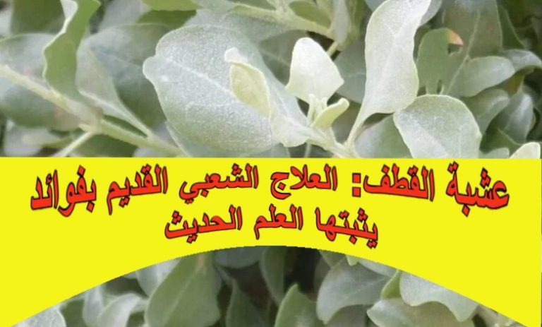 عشبة القطف: العلاج الشعبي القديم بفوائد يثبتها العلم الحديث
