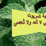 عشبة المريوت وفوائدها التي لا تُعد ولا تُحصى