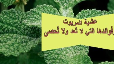 عشبة المريوت وفوائدها التي لا تُعد ولا تُحصى