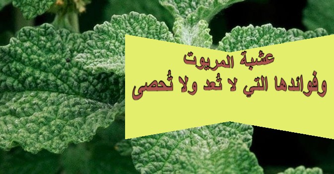 عشبة المريوت وفوائدها التي لا تُعد ولا تُحصى