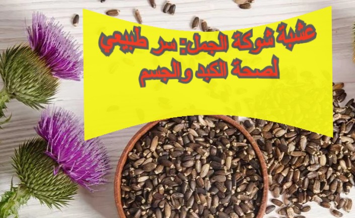 عشبة شوكة الجمل: سر طبيعي لصحة الكبد والجسم