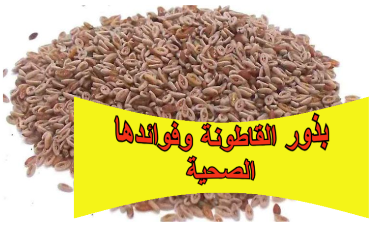 بذور القاطونة وفوائدها الصحية
