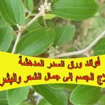 فوائد ورق السدر المدهشة… من علاج الجسم إلى جمال الشعر والبشرة