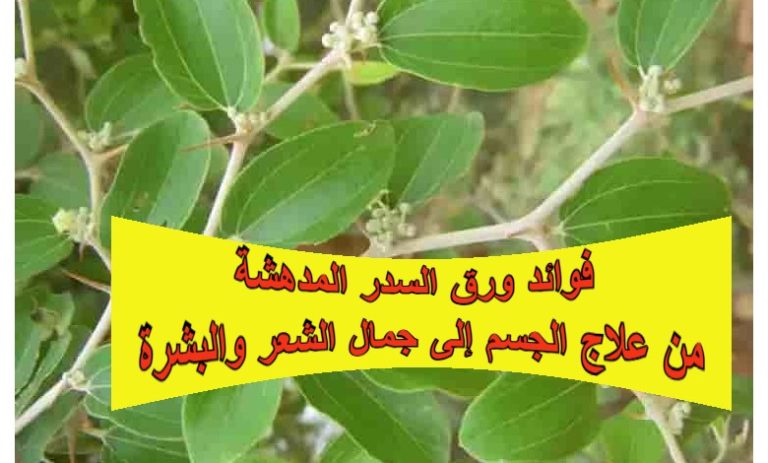 فوائد ورق السدر المدهشة… من علاج الجسم إلى جمال الشعر والبشرة