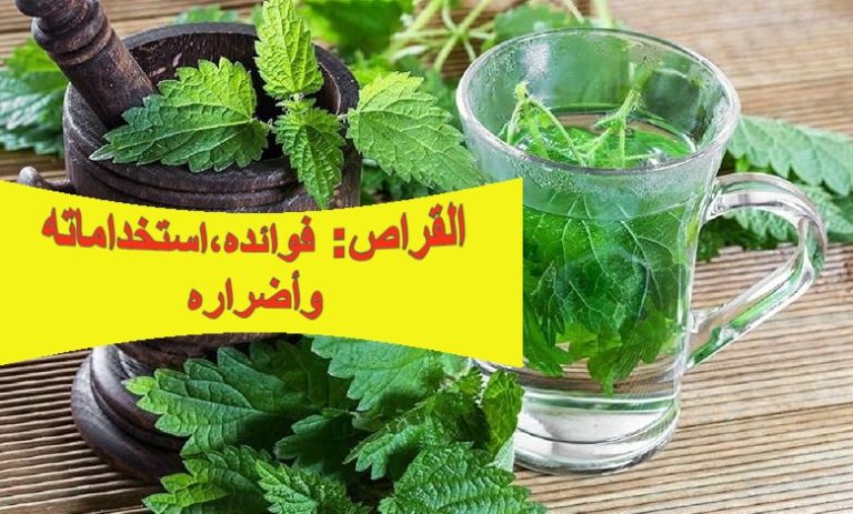 القراص: فوائده، استخداماته، وأضراره