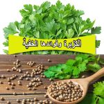 الكزبرة وفوائدها الخفية: من نكهة لذيذة إلى علاج طبيعي شامل
