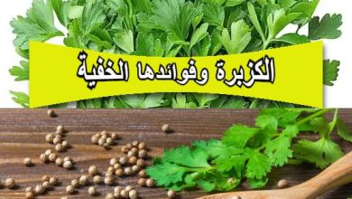 الكزبرة وفوائدها الخفية: من نكهة لذيذة إلى علاج طبيعي شامل