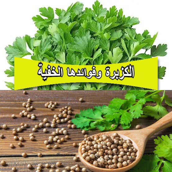 الكزبرة وفوائدها الخفية: من نكهة لذيذة إلى علاج طبيعي شامل